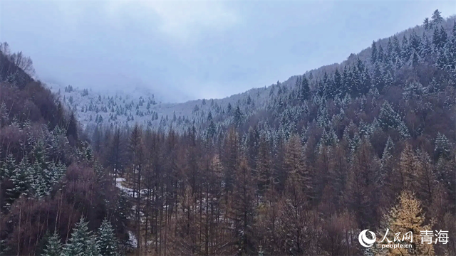 青海樂都：森林公園雪景美如畫