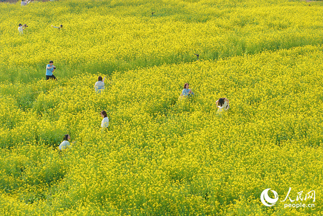 廈門：油菜花海醉遊人