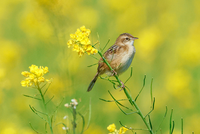 廈門：油菜花海醉遊人