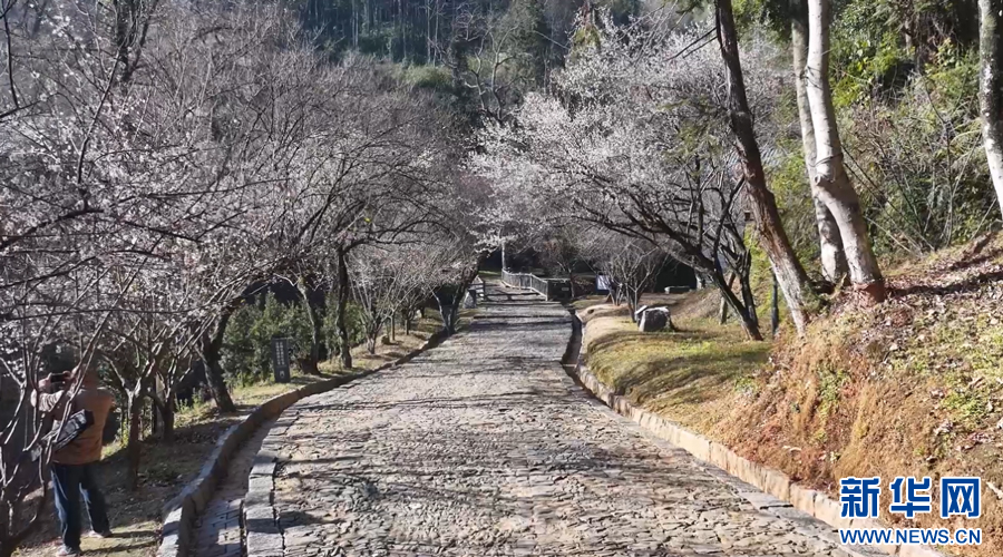 江西大余：千年古驛梅花開 幽香漫溢迎客來