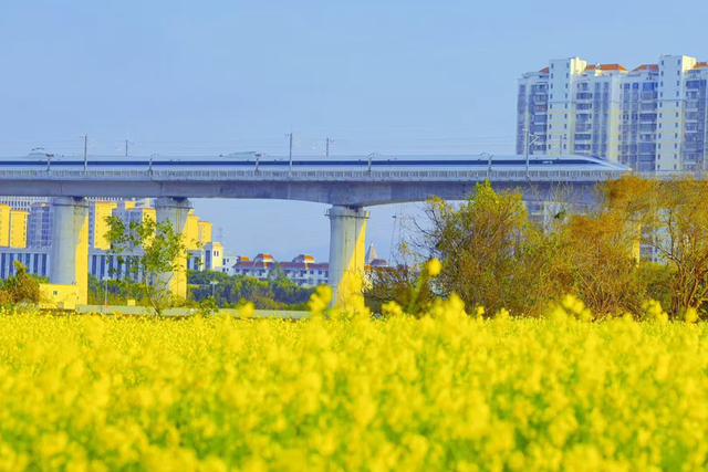 廈門：油菜花海醉遊人