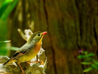 “最美精靈”紅嘴相思鳥現身雲南怒江百鳥谷