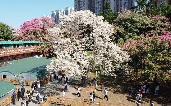 廣州的“雪”來了！白色異木棉盛放冬日