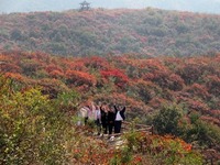 河南博愛：漫山紅葉醉遊人