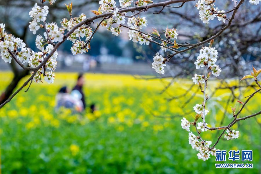 全域：春暖花開迎客來