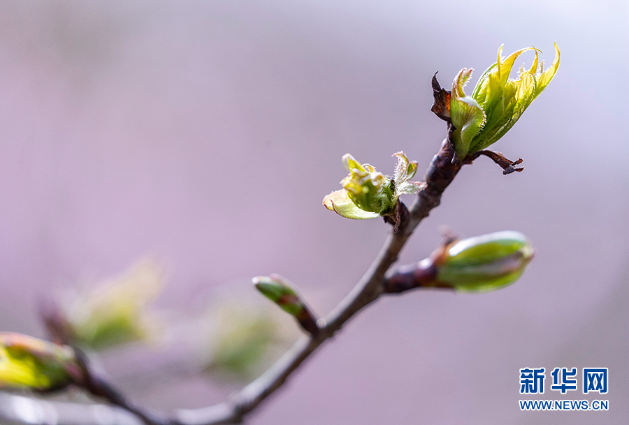 重慶：春風吹綠芽 輕舞春天裏