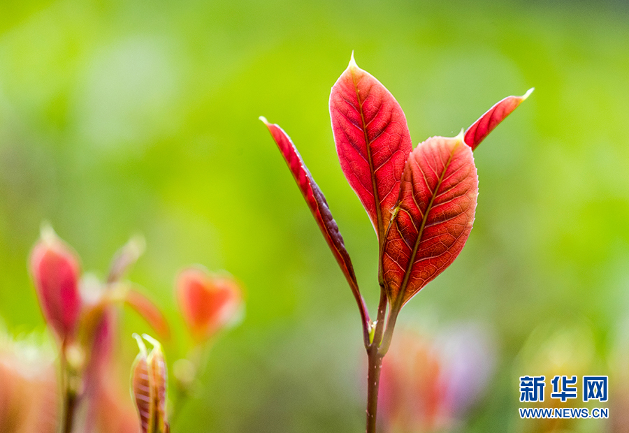 重慶：春風吹綠芽 輕舞春天裏