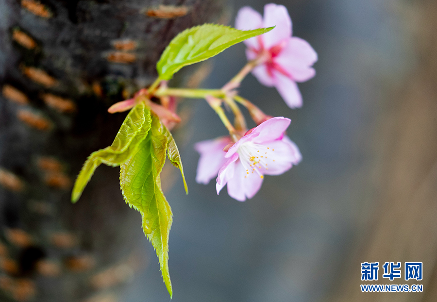 重慶：春風吹綠芽 輕舞春天裏