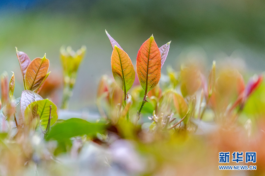 重慶：春風吹綠芽 輕舞春天裏