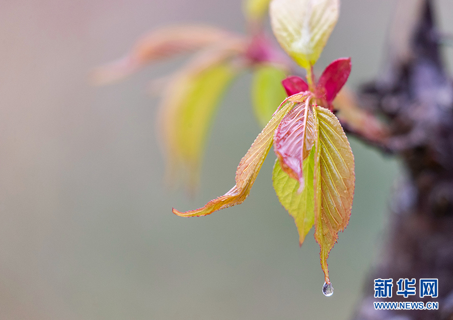 重慶：春風吹綠芽 輕舞春天裏