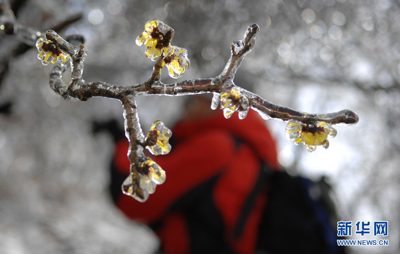 安徽黃山：冰雪金縷梅 獨自迎春開