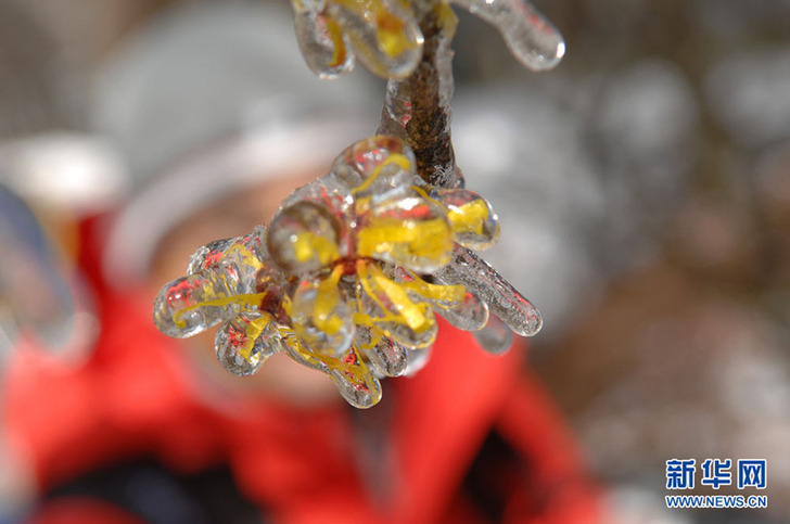 安徽黃山：冰雪金縷梅 獨自迎春開