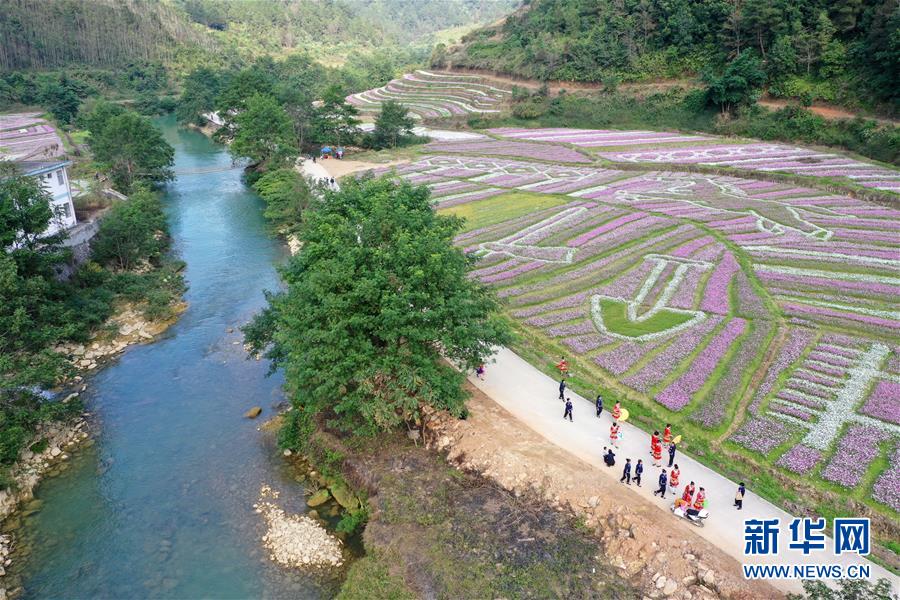 百色壯鄉花開迎客