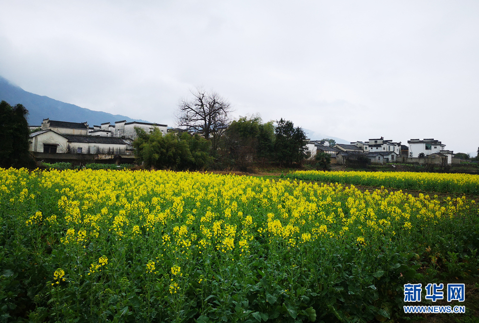 安徽：江南煙雨天 南屏花似海