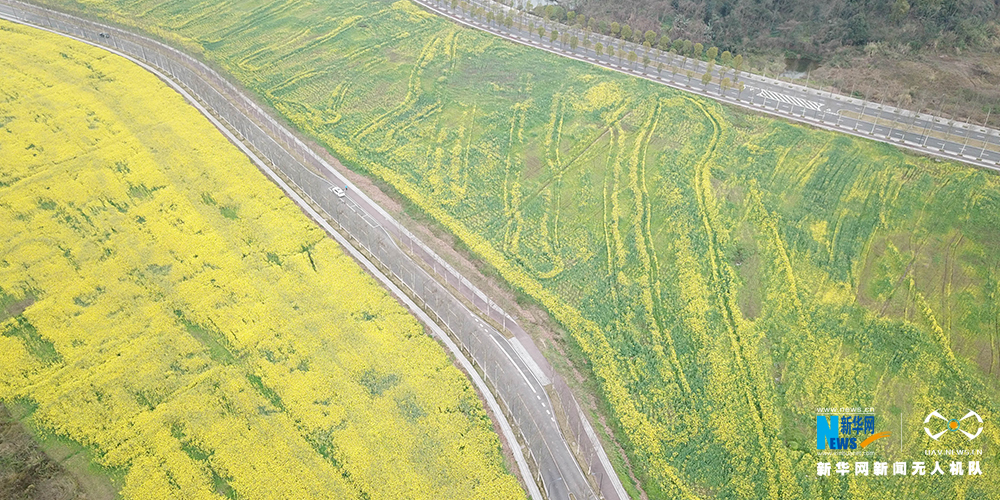 重慶廣陽島：油菜花海金燦燦