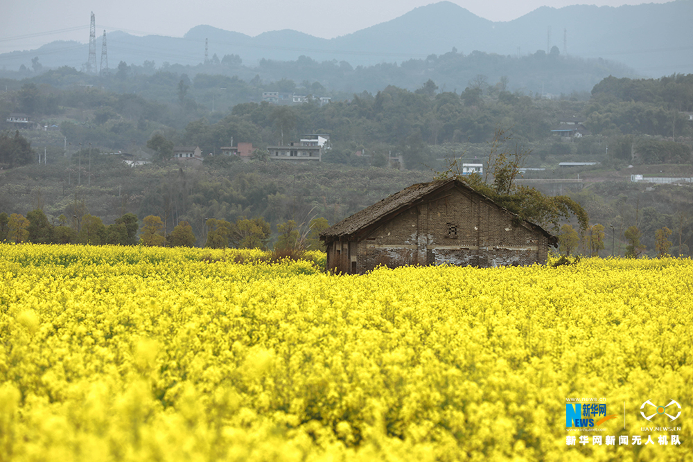 重慶廣陽島：油菜花海金燦燦