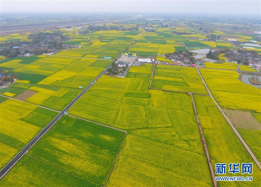 四川廣漢：“以花為媒”發展鄉村旅遊