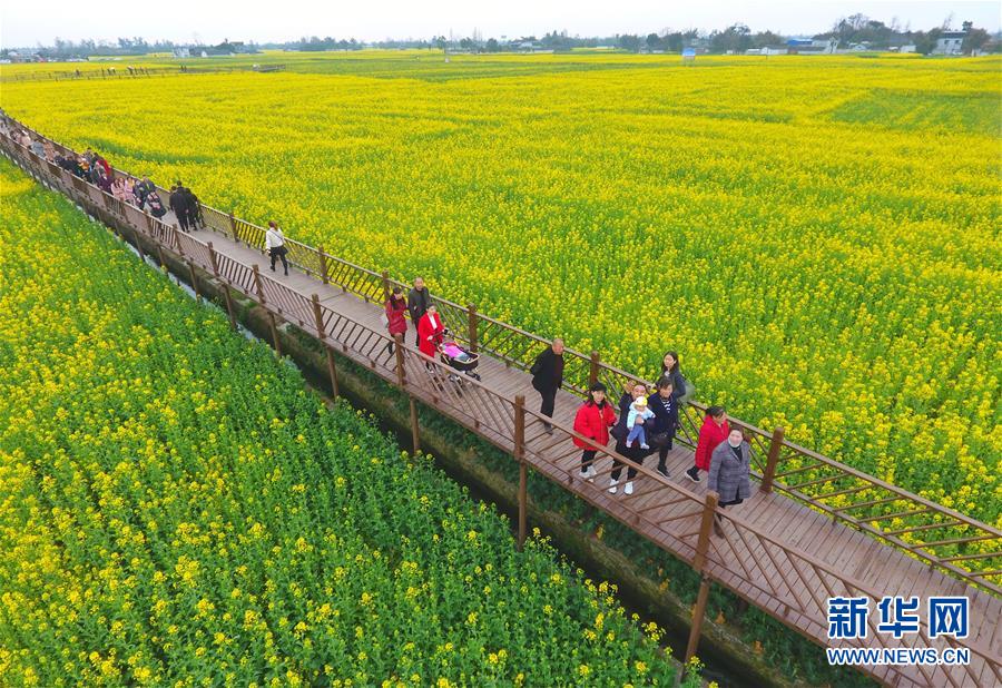 四川廣漢：“以花為媒”發展鄉村旅遊