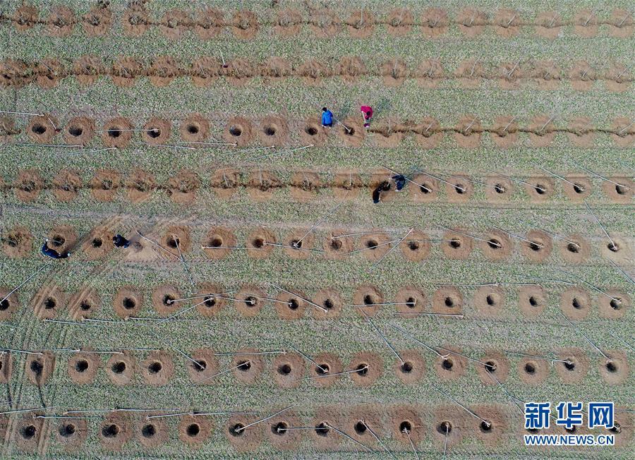 河北內丘：初春時節植樹忙