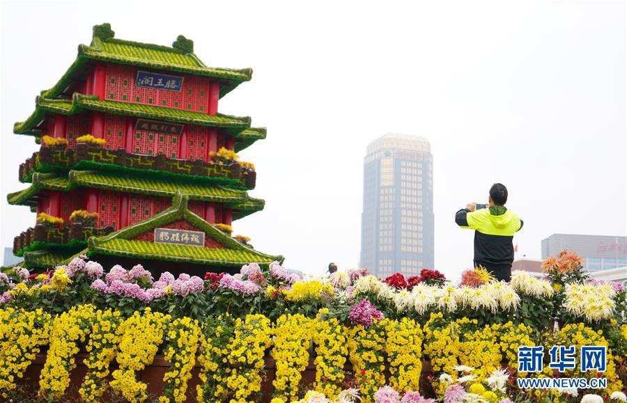 江西南昌：菊花綻放迎客來