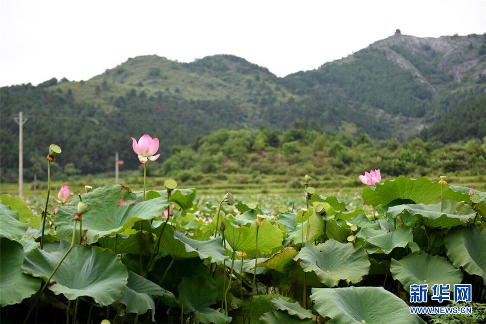 文旅融合 “李白”助推湖北安陸鄉村振興