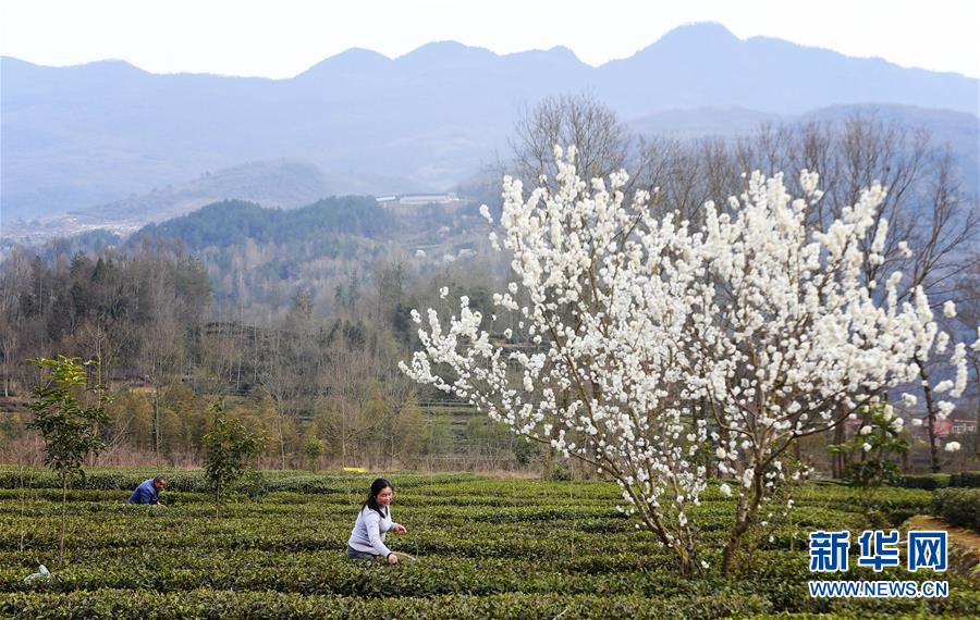 陜西漢中：茶園春色