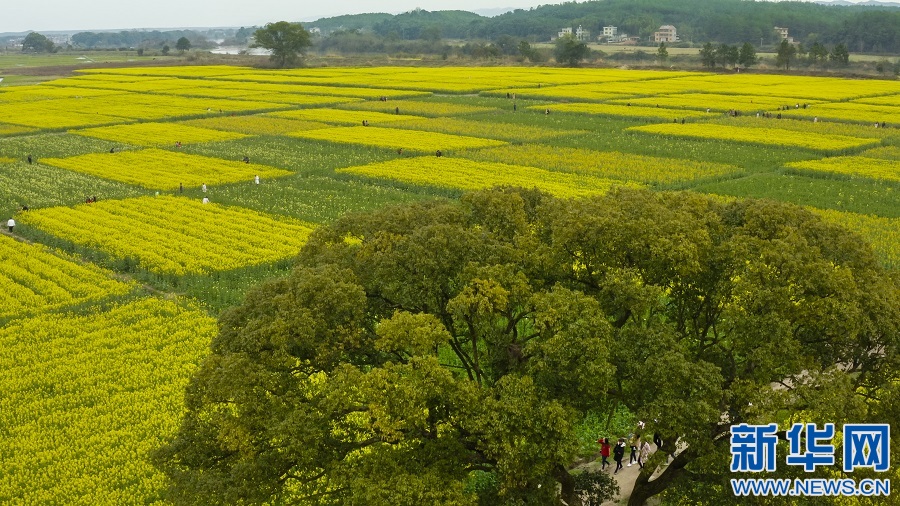 航拍江西吉水縣千畝油菜花海