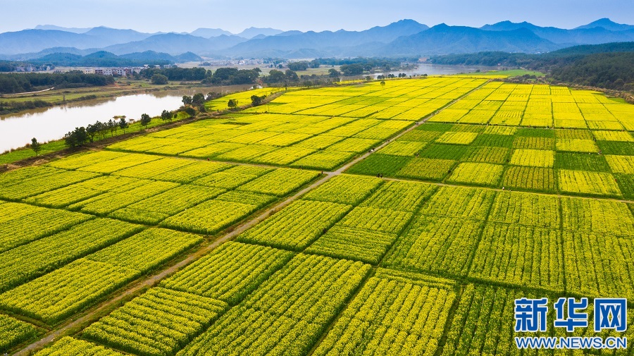 航拍江西吉水縣千畝油菜花海