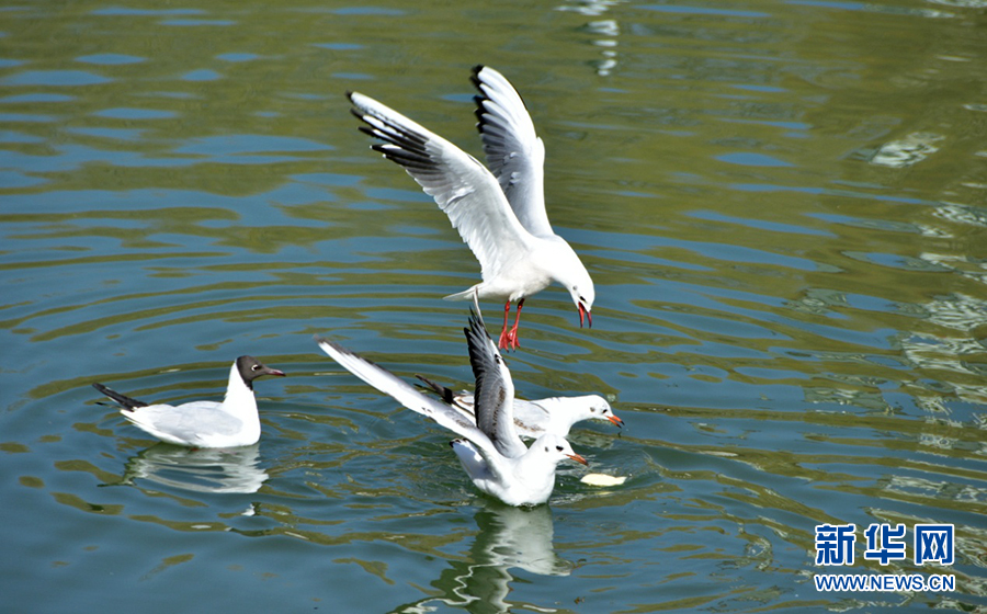 寧夏銀川：春湖水暖鳥先知