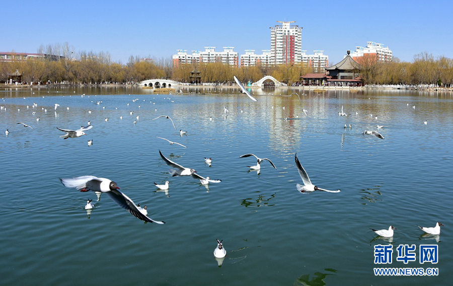 寧夏銀川：春湖水暖鳥先知