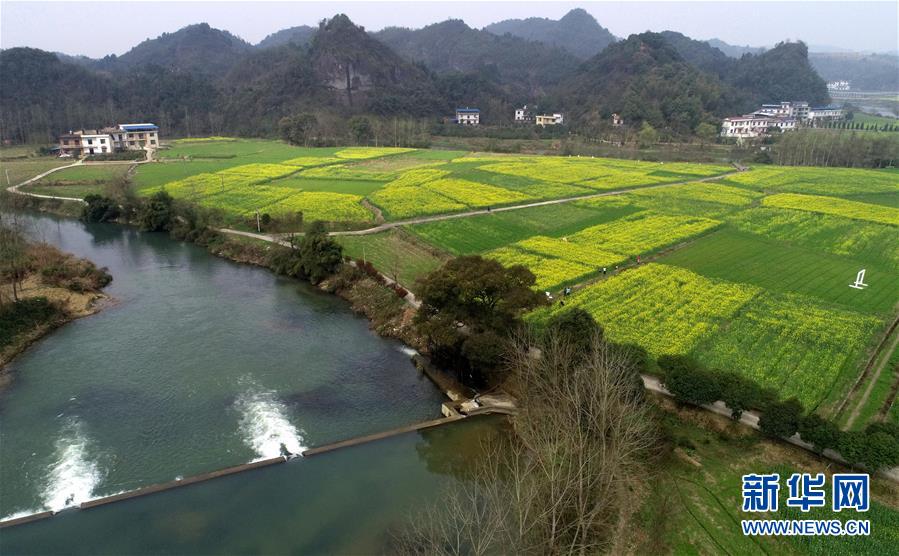 江西東橋鎮：贛西大地 油菜花開