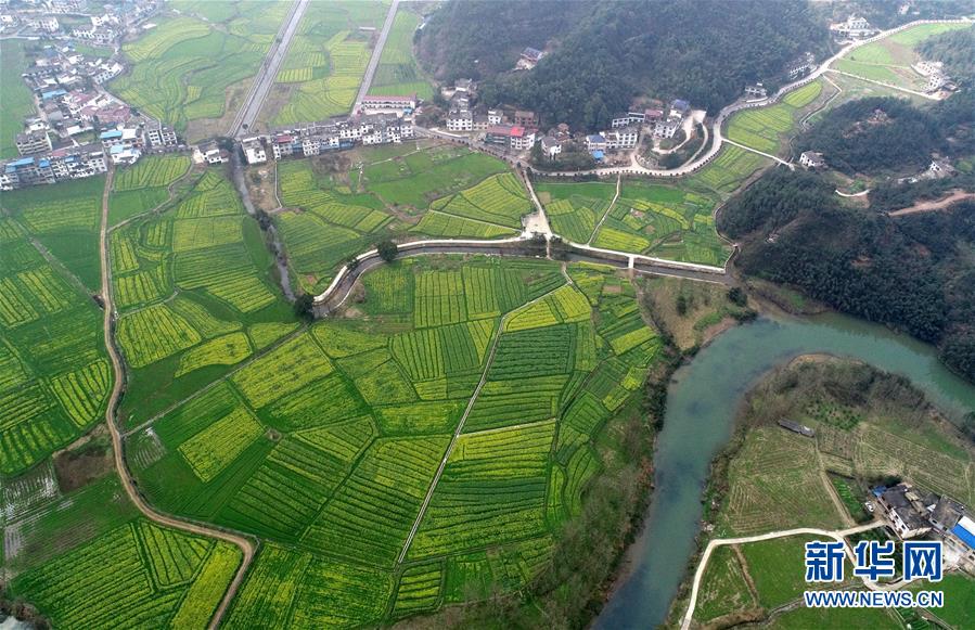 江西東橋鎮：贛西大地 油菜花開