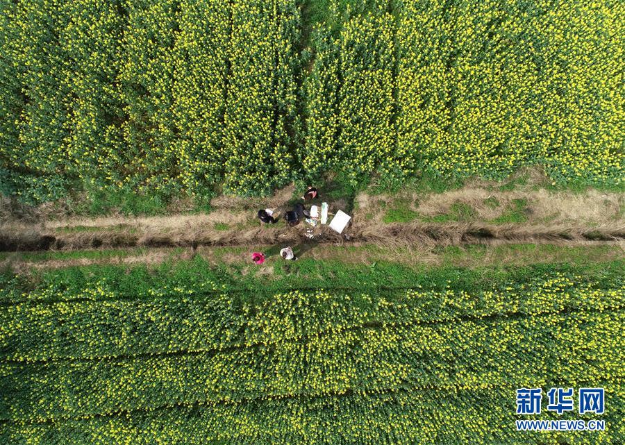 江西東橋鎮：贛西大地 油菜花開