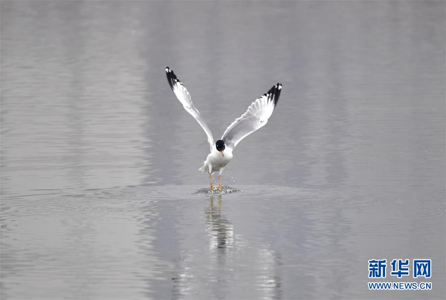 青海西寧：春江水暖“鴨”先知