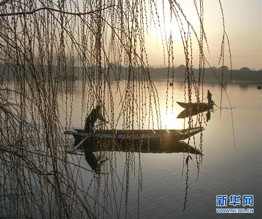 河北：春上柳梢頭