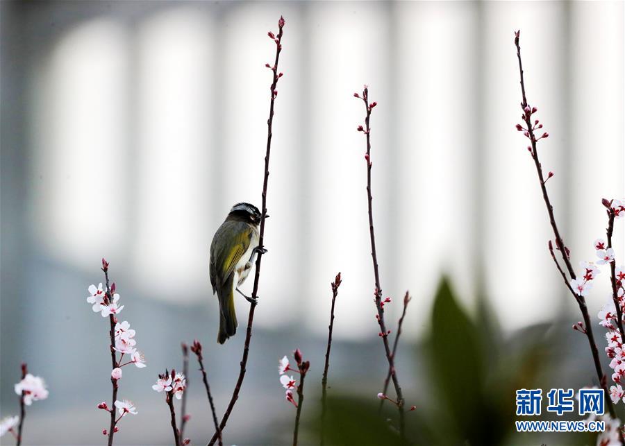 貴州銅仁：鳥語花香