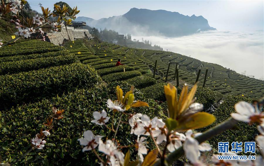 湖北恩施：茶園春韻