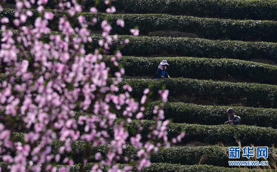 湖北恩施：茶園春韻