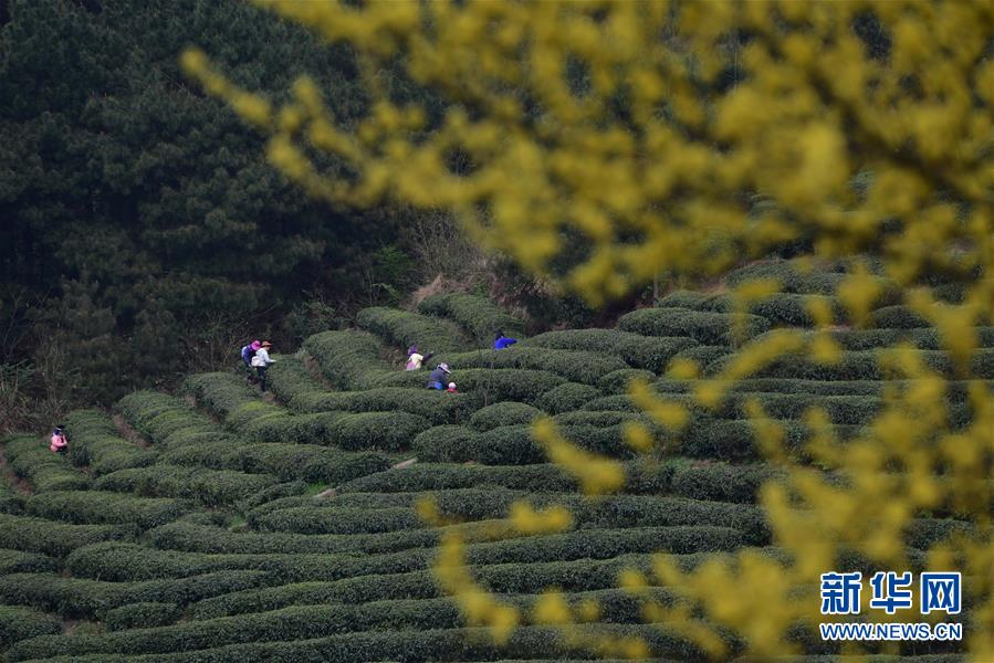 湖北恩施：茶園春韻