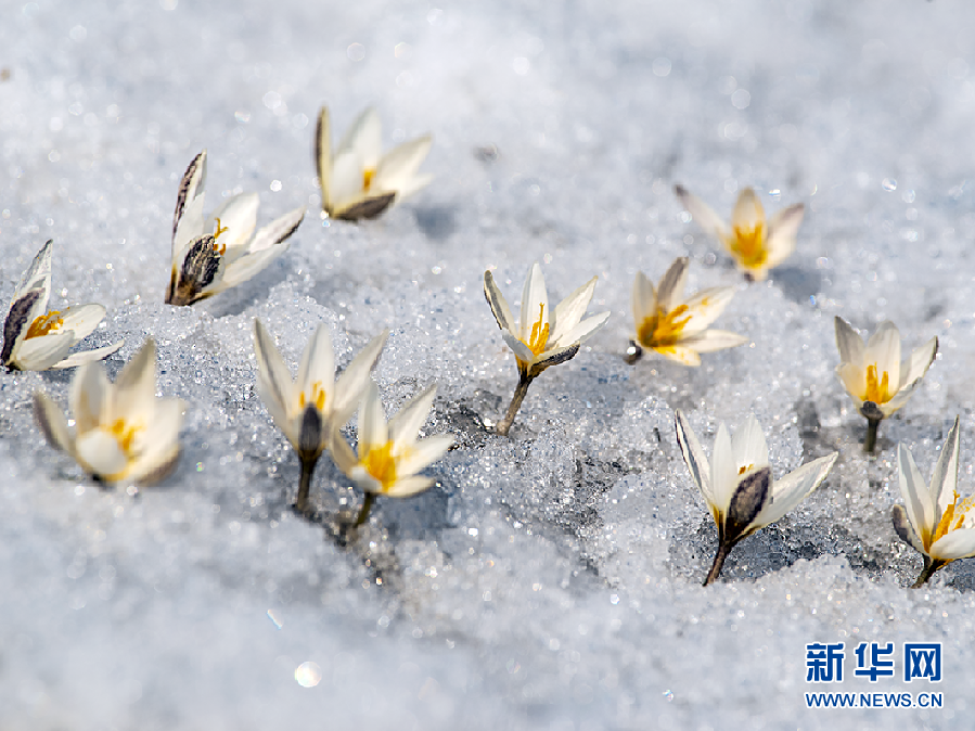 新疆：昭蘇高原頂著冰雪盛開的野百合