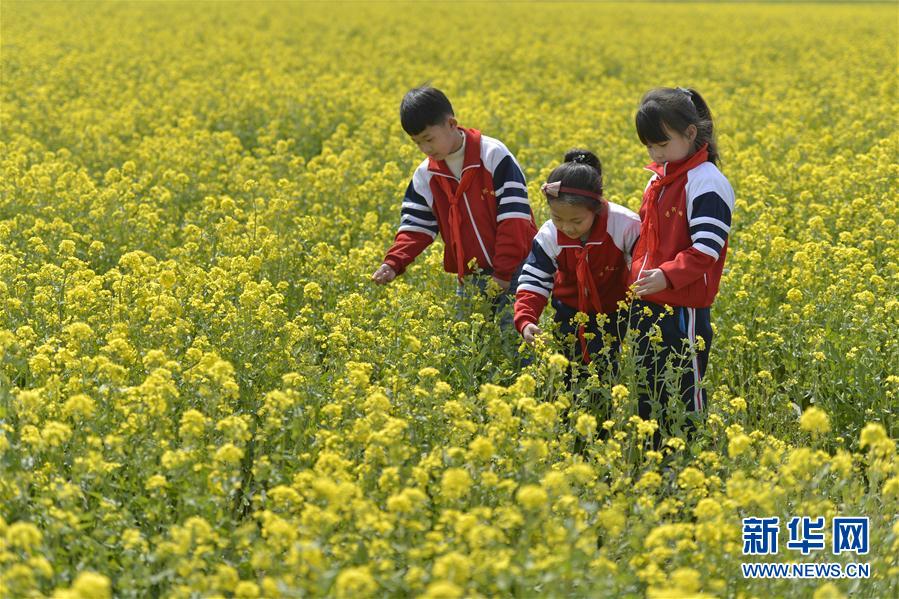 河北沙河：油菜花開 樂享春光