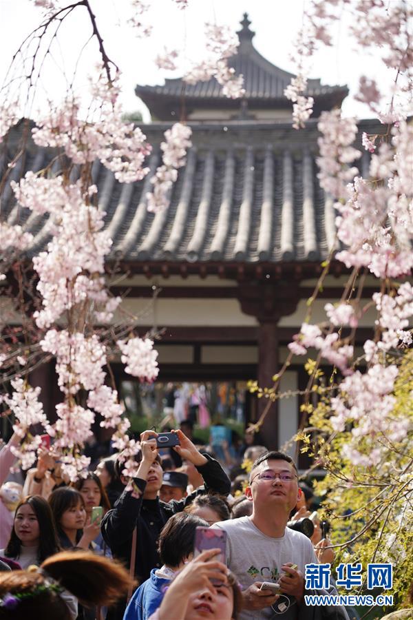 陜西：西安青龍寺 櫻花引客來