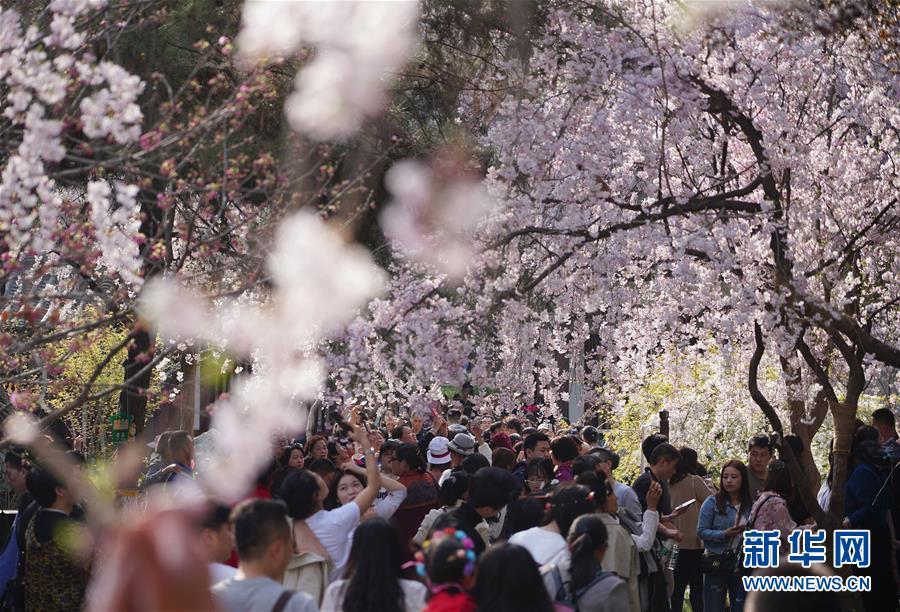 陜西：西安青龍寺 櫻花引客來