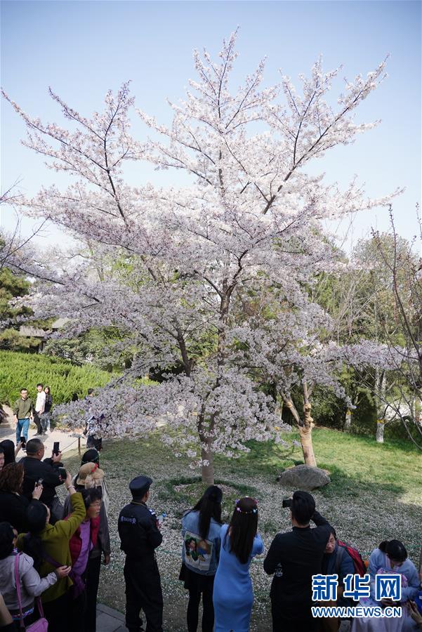 陜西：西安青龍寺 櫻花引客來