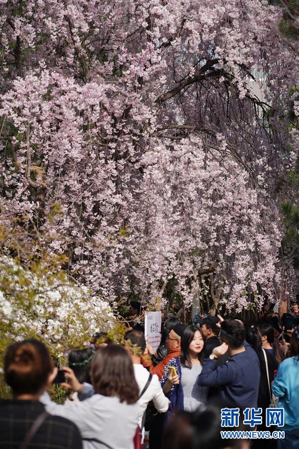 陜西：西安青龍寺 櫻花引客來