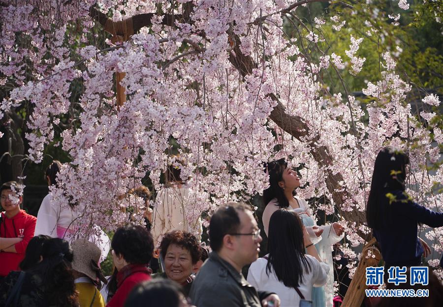 陜西：西安青龍寺 櫻花引客來