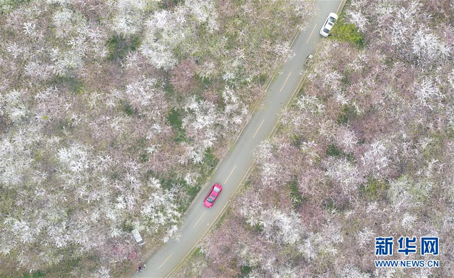 貴州貴安新區：櫻花如雪春正好