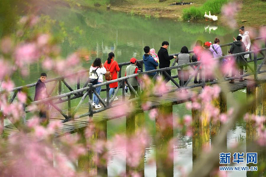 湖南湘西：趕“桃花會”享春光