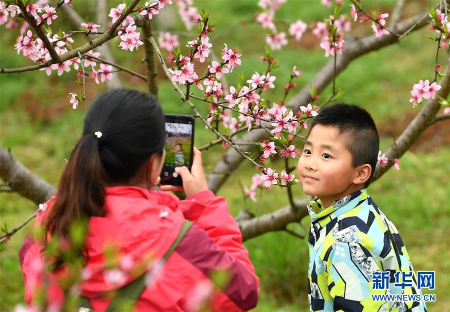 湖南湘西：趕“桃花會”享春光