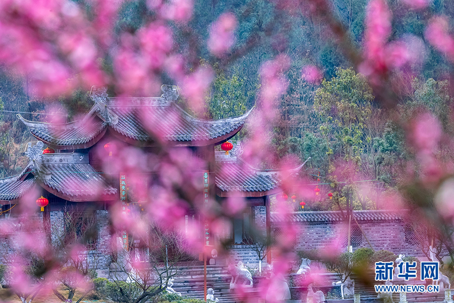 重慶南川：紅梅花開迎新春